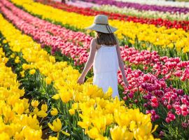 Cùng nhau chiêm ngưỡng vẻ đẹp hoa tulip trong lễ hội hoa Keukenhof