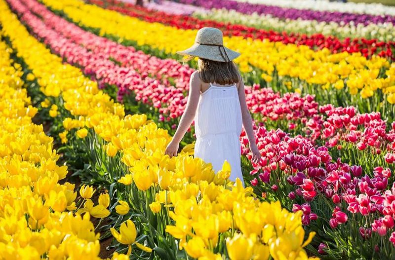 Cùng nhau chiêm ngưỡng vẻ đẹp hoa tulip trong lễ hội hoa Keukenhof